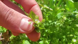 The Weed Every Garden Should Have Plant Profile Chickweed [upl. by Lovich]