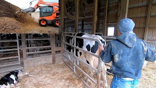 Real Life Day of a Dairyman [upl. by Haisej764]