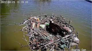 Dahlgren Osprey Cam Live Stream [upl. by Aksel326]