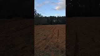 Broadcasting red clover for a cover crop [upl. by Allenod410]