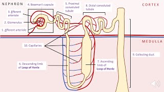 Kidney structure and function A level biology AQA [upl. by Sialac]