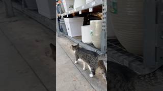 The best part of ​⁠HomeDepot is The Home Depot Cat [upl. by Anirrehs242]