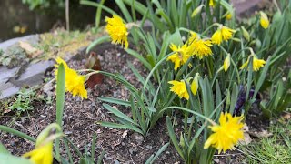 Rip Van Winkle Daffodils  Fritillaria imperialis  meleagris  Heather  All beside the Pond [upl. by Eitsud115]