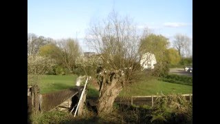 Pollarding the old willow [upl. by Tyne]