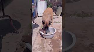 Smart dog saves people Cute Pet cute [upl. by Heidt]