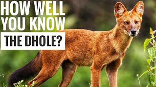 Dhole  Description Characteristics and Facts [upl. by Eindys110]