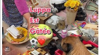 Luppa a la brocante aujourdhui a eu encore un beau ballon 😁❤️foryou pourtoi [upl. by Alaj979]