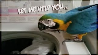 Macaw helps out with the laundry [upl. by Velda]