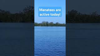 Manatees are very active today Water temp 795 F manatees Floridamanatees manateechat [upl. by Eikceb191]