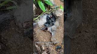 Giant Tarantula Flips Over 🕷️ funny amazing animals wow spider tarantula spooky [upl. by Anividul]