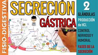 FISIOLOGIA de la SECRECION GASTRICA Glándulas Producción de HCL ESTÍMULOS Fisiología Digestiva 2 [upl. by Selig527]