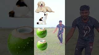 New karting kacha dab intro funny kutta billi khorgosh bakri vfx video [upl. by Metzgar]