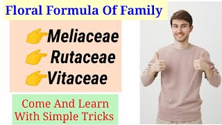 Floral Formulas Of Family Rutaceae Meliaceae And Vitaceae In HindiUrdu [upl. by Araiet]