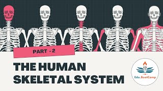 Human skeletal system Part2 Skull Cranial Bones biology anatomy zoologyneet neet [upl. by Orme681]