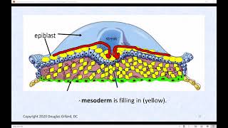 Human Gastrulation Lets Build the Three Germ Layers of the Human a Live Lecture [upl. by Lossa]