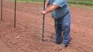 Vegetable Garden  Planting Cucumber [upl. by Lorelie]