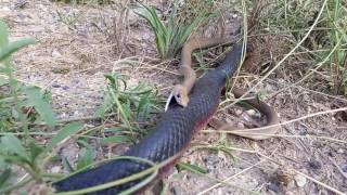 Redbelly Black snake attacking a Brown snake [upl. by Esahc]