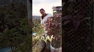 Gardening Vertical gardening ideas spinach harvesting shorts feed [upl. by Rika]