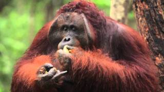 Orangutan Odysseys takes you on a journey into Borneo [upl. by Lubbock]