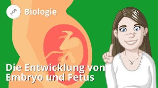 Entwicklung von Embryo und Fetus – Biologie  Duden Learnattack [upl. by Ahlgren]