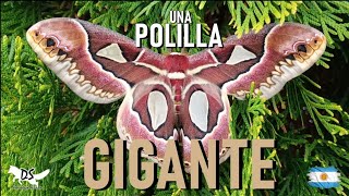 Hermosa polilla GIGANTE 🦋 en el JARDÍN de una casa‼️😱 [upl. by Merlin]