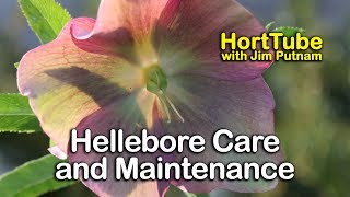 Hellebores Care and Maintenance  Lenten Rose [upl. by Ile]