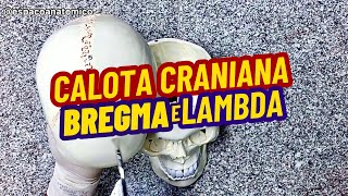 O que é CALOTA CRANIANA BREGMA LAMBDA [upl. by Yelena31]