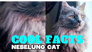 Fascinating Facts About Nebelung Cats You Never Knew [upl. by Conger91]