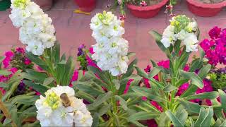 Stock flower plant Matthiola Incana care [upl. by Mahgirb]