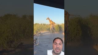 Lion Rides Giraffe to Bring it Downshortstrendingyoutubeshortswildlifeanimalsfunnyanimal [upl. by Jacobson]