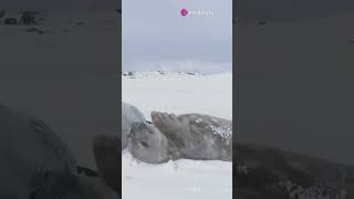 Leopard Seal Hunter of the Antarctica [upl. by Lorry388]