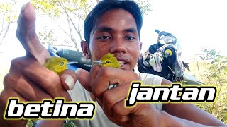 4 CARA UNTUK MEMBEDAKAN JANTAN DAN BETINA BURUNG SIRPU [upl. by Idmann]