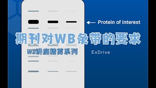 Western blot实验经验分享 01  期刊对wb条带的要求 [upl. by Iznek583]