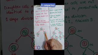 Comparison between mitosis and meiosis  cell division  biology [upl. by Nimajeb265]