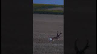 A nice Pronghorn buck at dusk outdoors northdakota [upl. by Liw456]