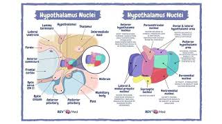 Nuklei Hipotalamus Nuclei Hypothalamus [upl. by Epner]