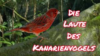 Die Laute des Kanarienvogels kanarienvogel lovethenature tierlaute [upl. by Allesig]