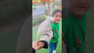 Zoo animals🥰 youtubeshortsfirstvlogdubailifetrendingreelszooanimalsforkids cakezooanimals [upl. by Lemuel]