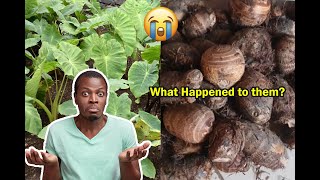 Are Our Cocoyams in Danger The Disturbing Reality cropscience foodsecurity agriculture [upl. by Rosemonde566]