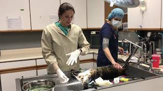 Megacolon cat cant poop Manual deobstipation under anesthesia by a vet [upl. by Hanahs]