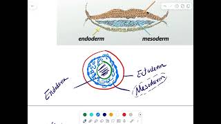 Connective tissue Introduction [upl. by Rashida]