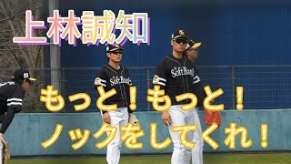 【上林誠知選手】もっと練習がしたい🥎もっと！もっと！ノックしてくれ🏃✨ [upl. by Thissa327]