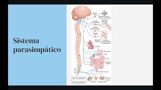 Fisiología del sistema autónomo receptores y neurotransmisores metabotrópicos  ionotrópicos [upl. by Lemire]