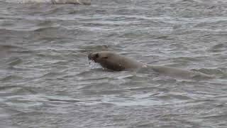 Seagulls Sea lions amp Seals Skeena River March 11 2024 [upl. by Gregorius]