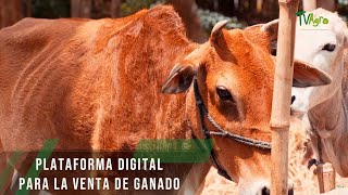 Plataforma digital para la venta de ganado  TvAgro por Juan Gonzalo Angel Restrepo [upl. by Francesco]