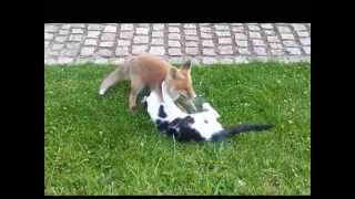 Fuchsbaby und Katze spielen [upl. by Mloc]