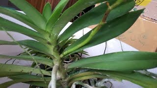 Unbox  Order Online Anggrek  Renanthera Orchid amp Neofinetia Falcata Vanda Falcata [upl. by Aerdnaed]