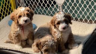 7 week old Puppies 😀❤️austrailianlabradoodle [upl. by Ullyot811]