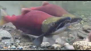 Facts The Sockeye Salmon [upl. by Spooner]