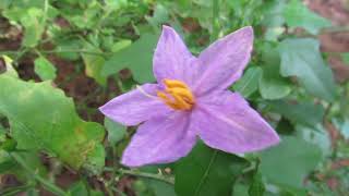 Solanum Trilobatum or thoothuvalai herb video [upl. by Aurelie887]